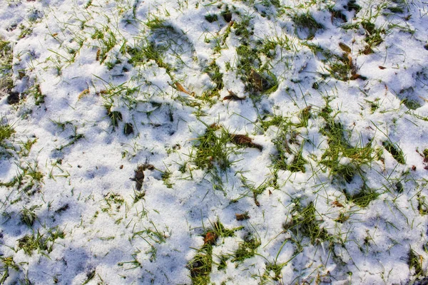 Green Grass Lawn Covered White Snow — Stock Photo, Image