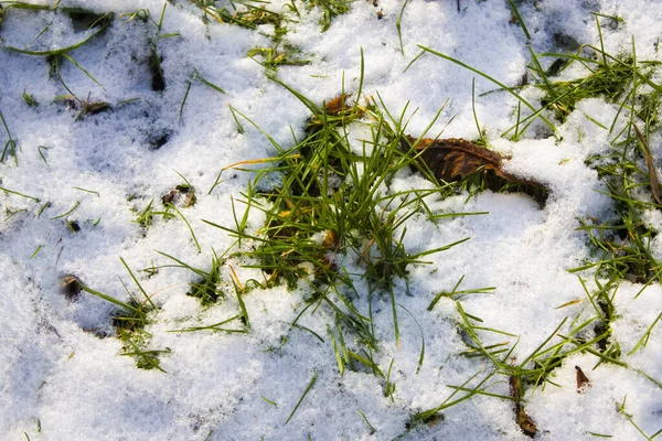 Green Grass Lawn Covered White Snow — Stock Photo, Image