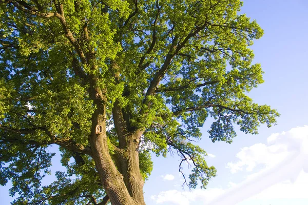 秋の森の中の大きな古いオークの木 — ストック写真