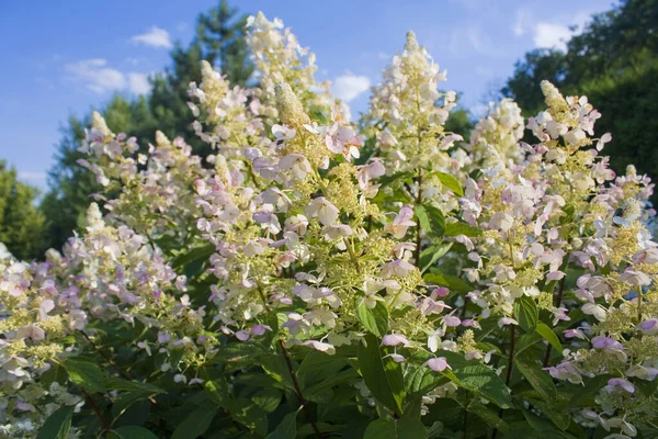 Hydrangea Tardiva近景 — 图库照片