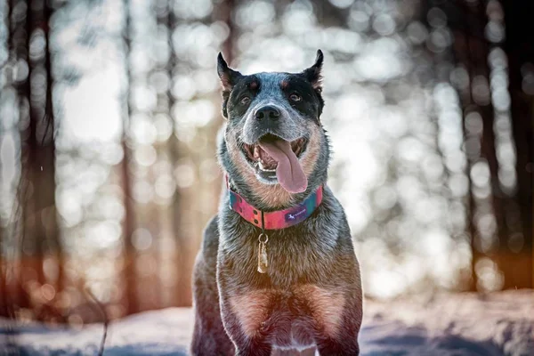 Perro Feliz Retrato Perro Ganado Australiano — Foto de Stock