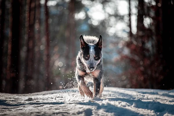 Correr Perro Ganado Australiano Paseo Libre Bosque Nieve — Foto de Stock