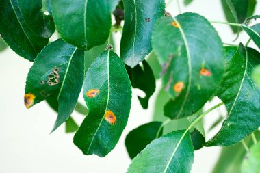 Genç koyu yeşil armut yaprakları ağ pasından etkilenir.