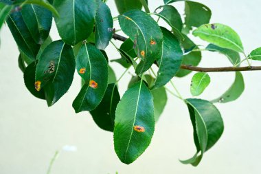 Genç koyu yeşil armut yaprakları ağ pasından etkilenir.