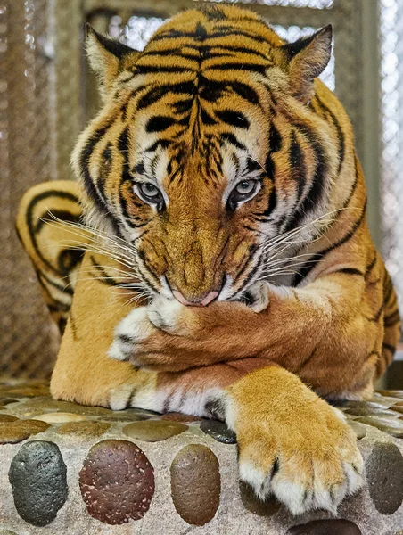 Tiger washes his paw