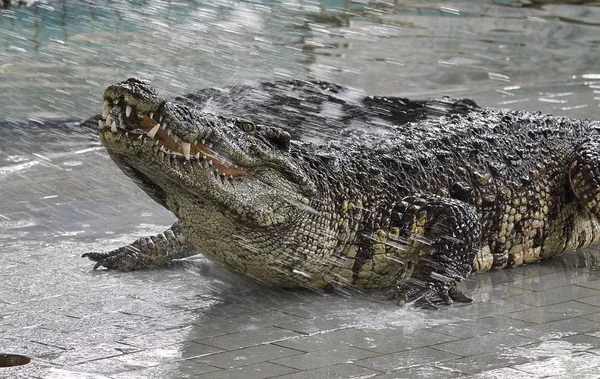 Big crocodile shows teeth — Stock Photo, Image