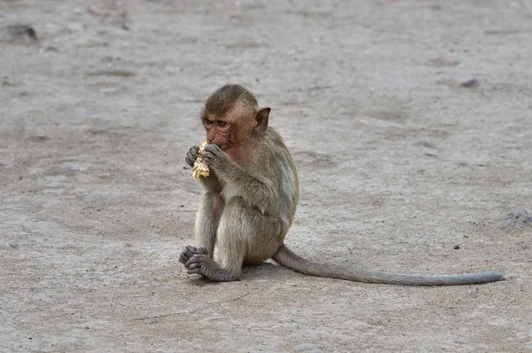 Bebé mono comiendo —  Fotos de Stock