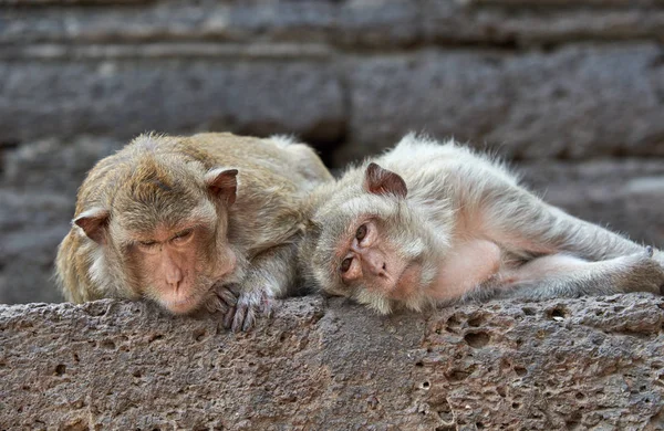Dos monos tumbados y mirando a la cámara —  Fotos de Stock