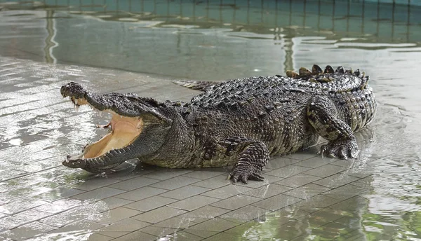 Monster crocodile show Stock Photo