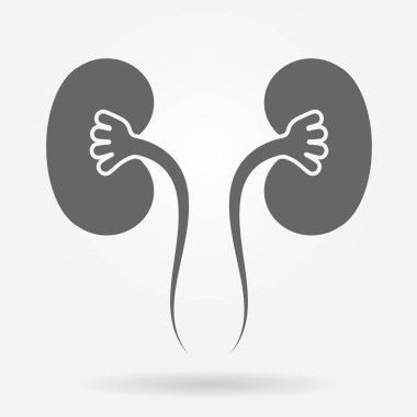 beyaz izole iki böbrek