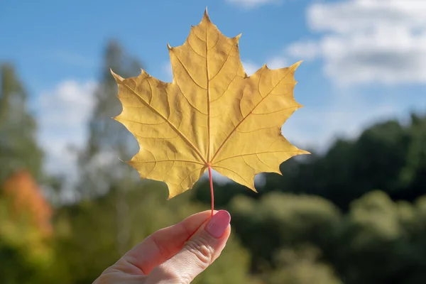 Beautiful autumn leaf in hand on forest and blue sky background