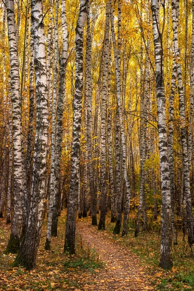 Paisaje Otoñal Con Sendero Bosque Abedul Imagen de stock