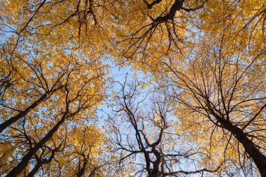 Sonbahar yatay, ağaçlar ve mavi gökyüzü daire