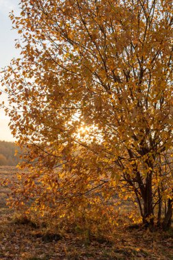Sonbahar yatay, ağaç, günbatımı, gökyüzü ve orman 