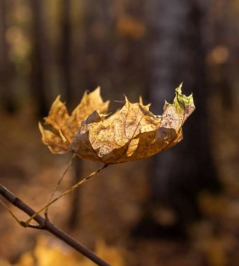 Orman arka plan üzerinde sonbahar yaprak