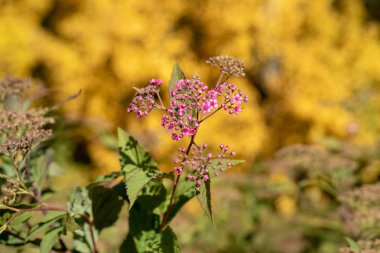 Japon meadowsweet sonbahar arka plan üzerinde bir ormanda pembe çiçekler yakın çekim