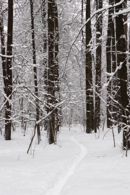 kar kaplı ağaçlar ve yol ile kış manzara
