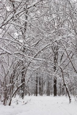 kar kaplı ağaçlar ve yol ile kış manzara