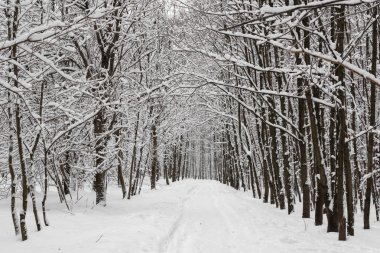 kar kaplı ağaçlar ve yol ile kış manzara