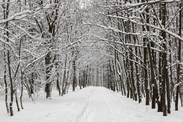 kar kaplı ağaçlar ve yol ile kış manzara