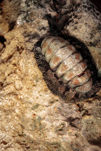 Sea Mollusk Heaton Old Molyusk Stone — Stock Photo, Image