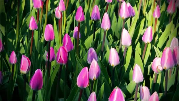 Fresh Bright Tulips Natural Background Young Tulips — Stock Video