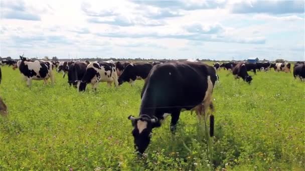 Cocinar vacas en un prado. La vaca come hierba, se mueve lentamente a través del campo — Vídeos de Stock