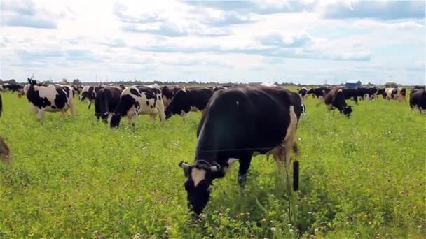 Pâturage de vaches dans une prairie. La vache mange l'herbe, se déplace lentement à travers le champ 