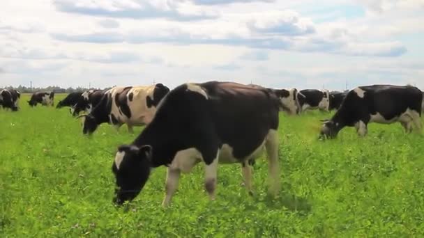 牧草地で牛を放牧します。牛が草を食べて、ゆっくりとフィールド間で移動 — ストック動画