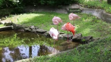 Pembe flamingolar küçük bir su birikintisi yakın uyku Grup