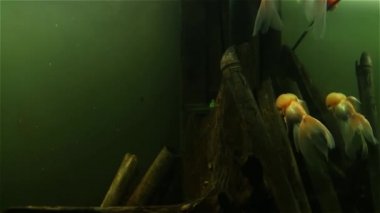 Güzel kırmızı bere Oranda balık yüzme, yakın çekim