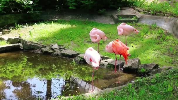 Group of pink flamingos sleeping near a small pond — Stock Video