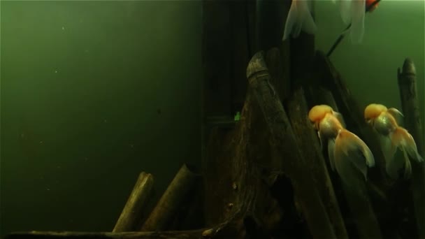 Όμορφο κόκκινο καπάκι Oranda ψάρια κολύμπι σε κοντινό πλάνο — Αρχείο Βίντεο