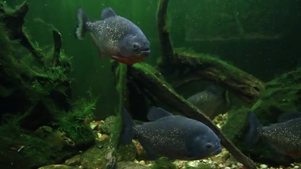 Piranhas de peixe agressivas predatórias close-up — Vídeo de Stock