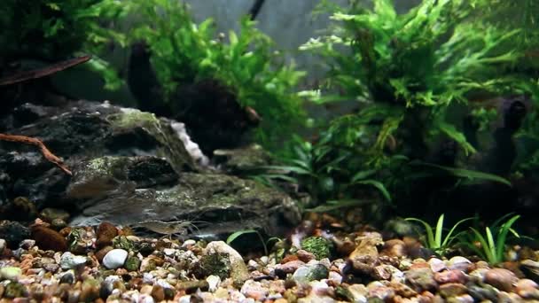 Амано Закри креветки в нижній частині акваріума — стокове відео