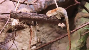 Pigme Marmoset maymun Cebuella Pygmaea 