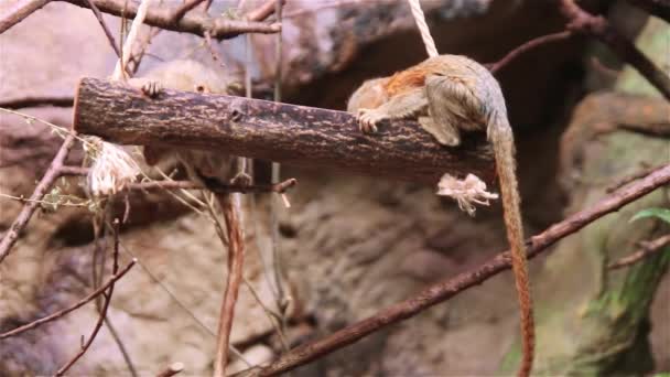 Pygmy Marchemet Monkey Cebuella Pygmaea — стоковое видео