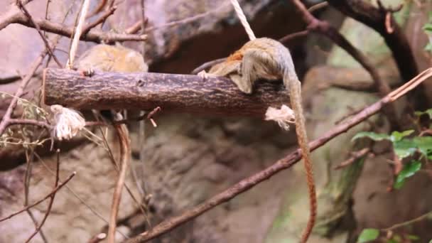 Tití pigmeo mono Cebuella Pygmaea — Vídeo de stock