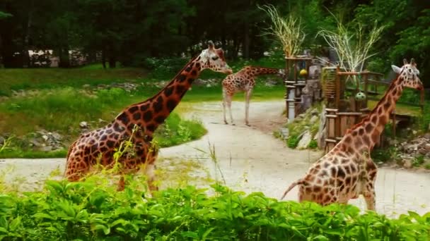 Gruppe junger afrikanischer Giraffen auf einem Spaziergang — Stockvideo