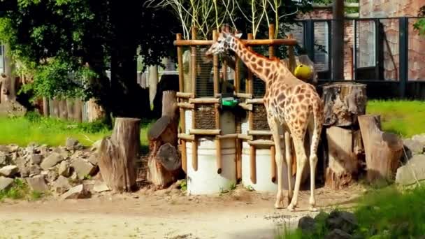 Gruppen av unga afrikanska giraffer på en promenad — Stockvideo