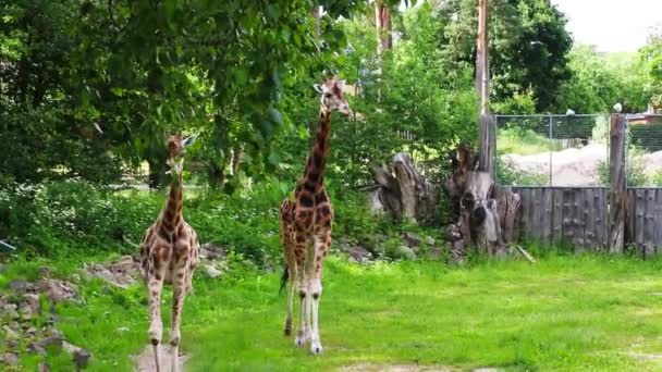 Grupo de jóvenes jirafas africanas en un paseo — Vídeos de Stock