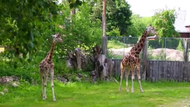 Group of young African giraffes on a walk — Stock Video