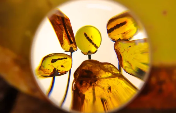 Insects in the stones of amber. Amber stones close-up.
