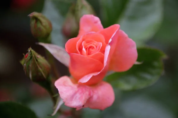 Piękny Świeże Ozdobne Zbliżenie Rose Bukiet Róż Kilka Kwiatów Róż — Zdjęcie stockowe