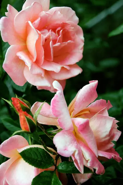Hermoso Fresco Rosa Decorativa Primer Plano Ramo Rosas Varias Flores —  Fotos de Stock