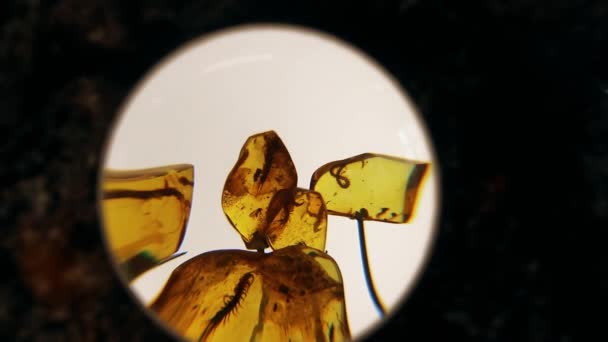 Insecten in de stenen van amber. Amber stenen close-up. — Stockvideo