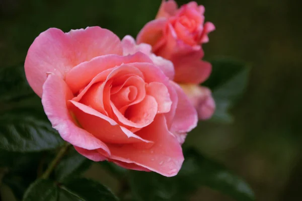Piękny Świeże Ozdobne Zbliżenie Rose Bukiet Róż Kilka Kwiatów Róż — Zdjęcie stockowe