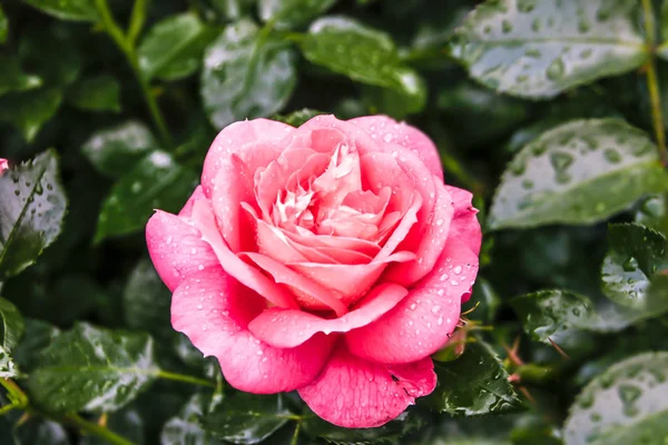 Piękny Świeże Ozdobne Zbliżenie Rose Bukiet Róż Kilka Kwiatów Róż — Zdjęcie stockowe
