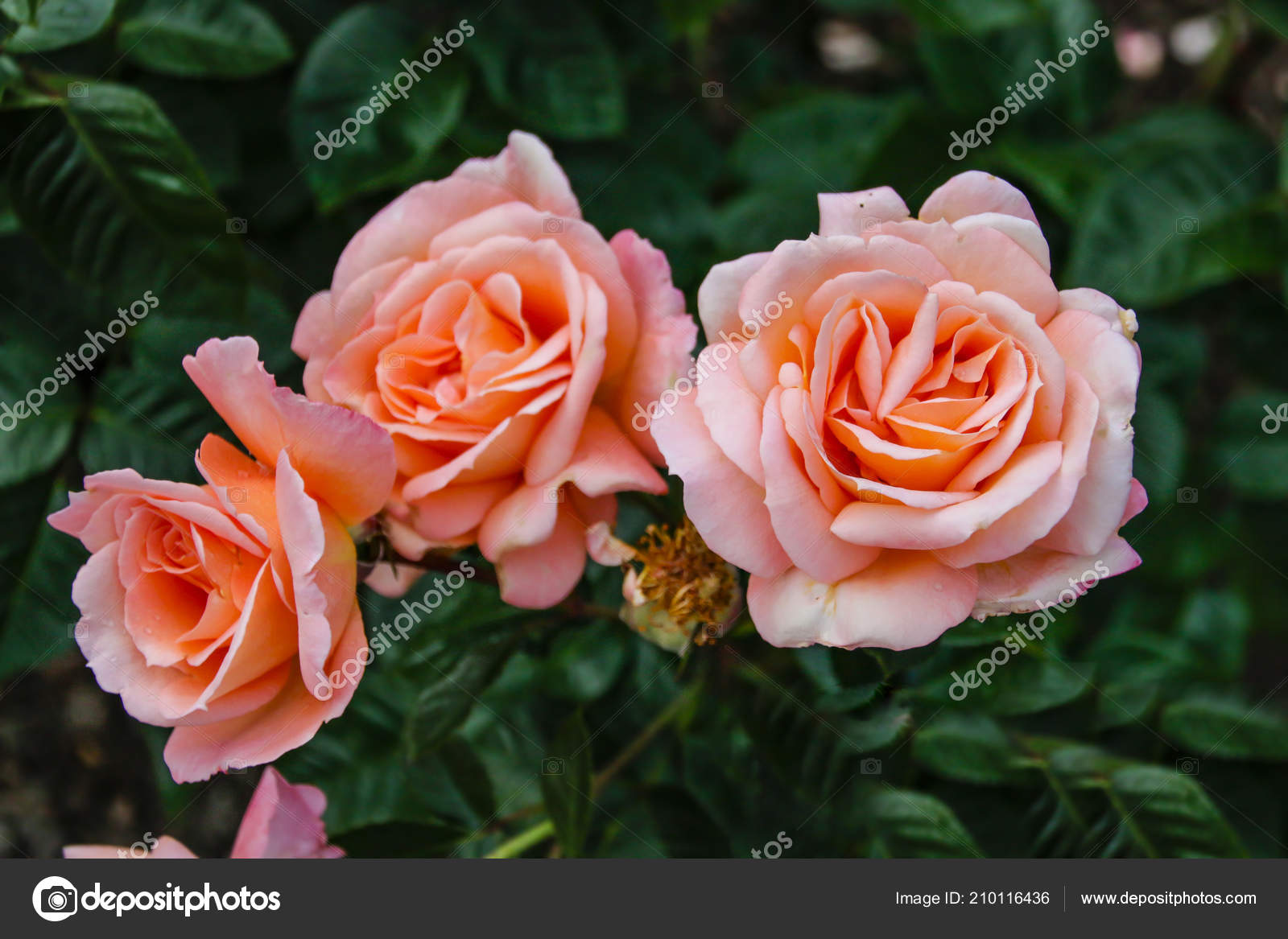 Belle Rose Décorative Fraîche Gros Plan Bouquet Roses Plusieurs Fleurs  image libre de droit par Abrill_ © #210116436