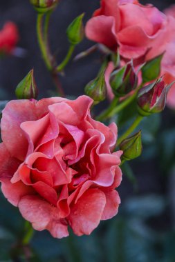 güzel taze dekoratif gül yakın çekim. gül ve gül birkaç çiçek bir buket.